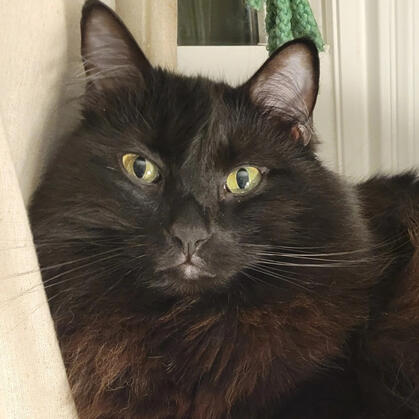 Laptime with Chancho